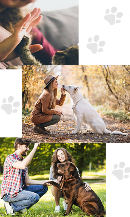 pet transport services